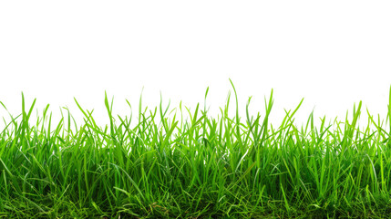 Fototapeta premium Grass