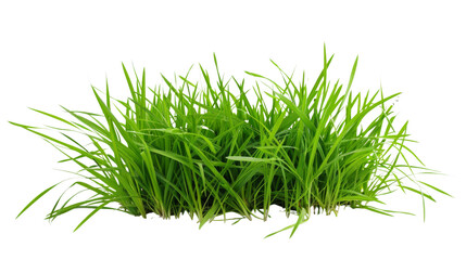 Obraz premium Grass