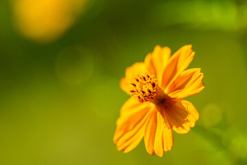 黄色い花のマクロ撮影