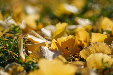 黄色いイチョウの落ち葉
