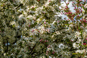 White and pink flowers on a crabapple tree. Blue skies.