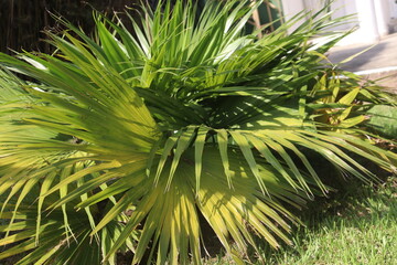 MA VERTE MAISON
Capturée dans toute sa splendeur, cette plante remarquable invite à contempler la complexité et la puissance tranquille qui résident en elle.