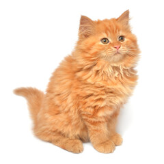 Beautiful red-haired kitten posing lying isolated on white background. Persian cat