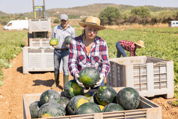 Female farmer in straw hat harvests watermelons and puts them in a large box in the field