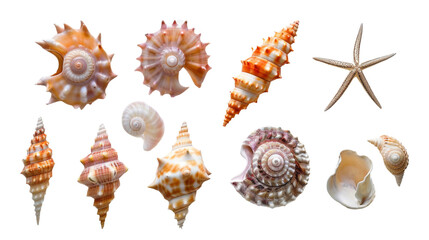 Obraz premium Seashell