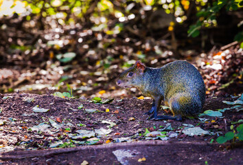 Cutia em parque da cidade de Cuiabá