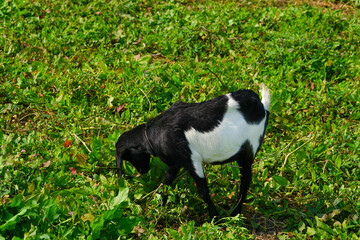 Goat walking and eating grass on the green meadow
