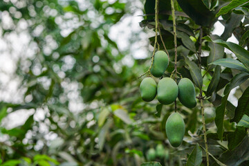 Bunches of green unripe mango fruits hanging on it's tree