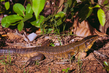 grande lagarto visto em parque da cidade de Cuiabá