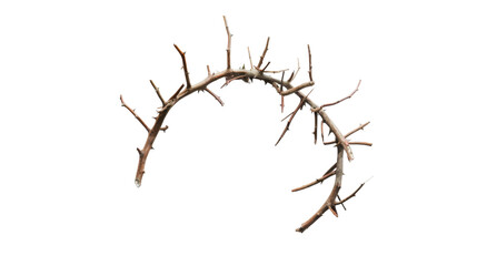 Crown of Thorns