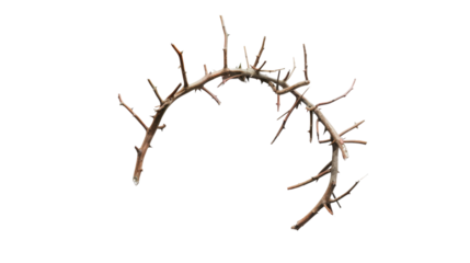Crown of Thorns