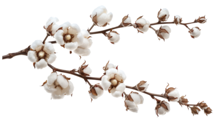 Cotton branch 