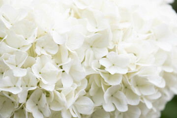 Summer concept, Close up Blooming white Hydrangea