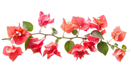 Bougainvillea Flower Plant 