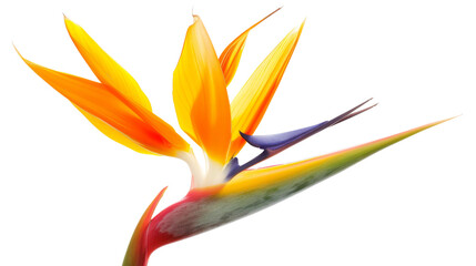 Bird of paradise flower