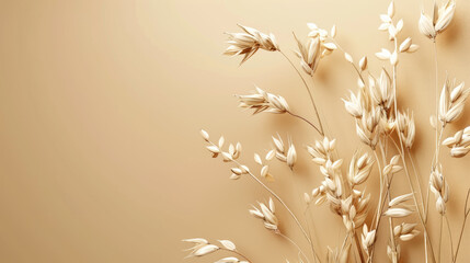 Obraz premium Dry oat plant florets in big copy space 