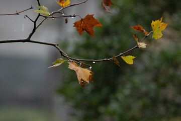 Close up Maple leaves in Autumn