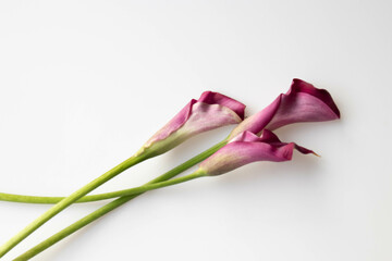 Close up Red Calla Lily on white background