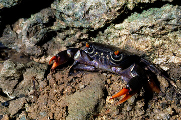 クマドリオウギガニ  マングローブのカニ