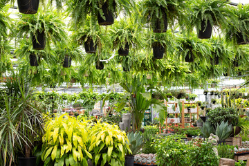 Selective focus of selection of green house and exterior plants for sale in hothouse 
