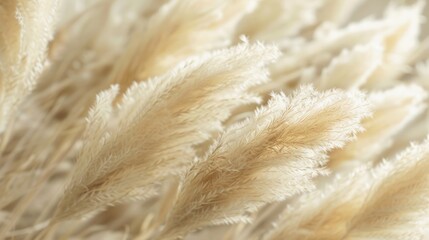 A close up of a bunch of white grass with a light, airy feel