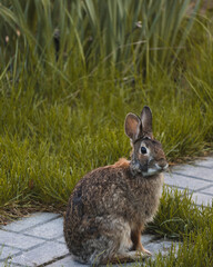 Hare