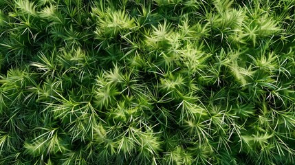 Whispering Meadows: A Serene Field of Green Grass, Where Long Blades Sway.