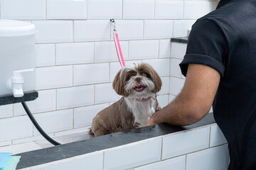 Two and a half year old brown and white Shih Tzu, receiving pet groomed_2.