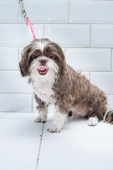 Two and a half year old brown and white Shih Tzu, receiving pet groomed_14.
