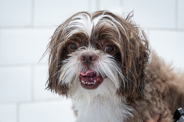 Two and a half year old brown and white Shih Tzu, receiving pet groomed_16.