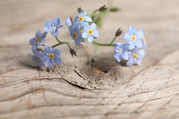 Beautiful forget-me-not flowers on wooden background, closeup
