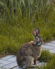 hare