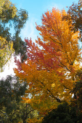 autumn in the forest