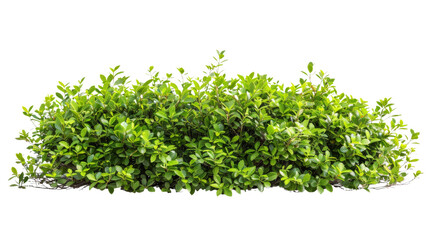 Obraz premium Green bush