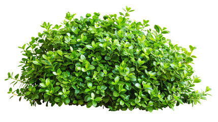 Obraz premium Green bush