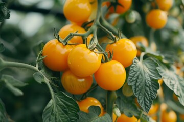 Yellow tomatoes with water droplets