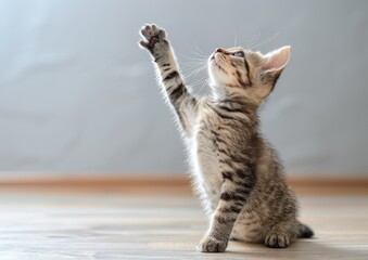 Kitten Raising Paw Playfully on a Smooth Wooden Floor