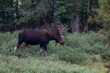 Big Bull Moose Side in Snowy Range Wyoming 2023