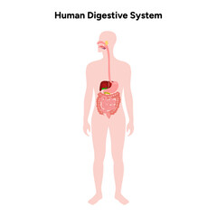 Human Digestive System