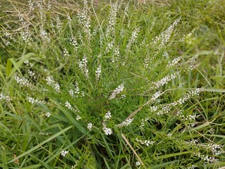 Bali island : green grass and small white flowers in the garden
