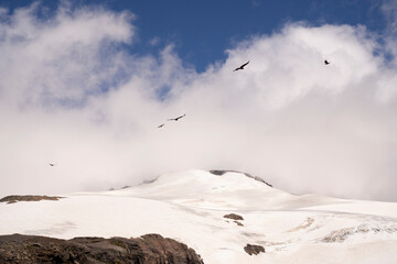 Andean condor, Vultur, gryphus, family, flying over Glacier Alerce ice field and snowy mountains in...
