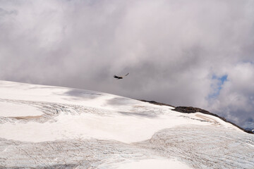 View of an Andean condors, Vultur, gryphus, flying over glacier Alerce ice field in Tronador hill,...