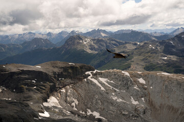 View of an Andean condor, Vultur gryphus, flying over glacier Alerce and Tronador hill, in...