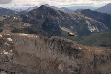 View of an Andean condor, Vultur gryphus, flying over glacier Alerce and Tronador hill, in...