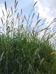 Fototapeta premium Bali island : green grass and sky