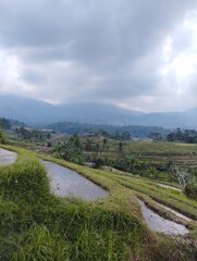 Bali Island : landscape with river in rice field