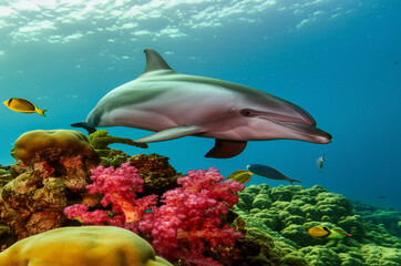 Fototapeta premium Group of dolphins jumping on the water at bright blue sky 