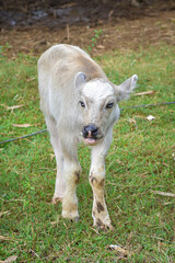 Obraz premium A buffalo calf is playing, a small white buffalo