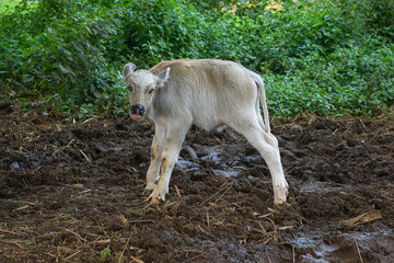 A buffalo calf is playing, a small white buffalo
