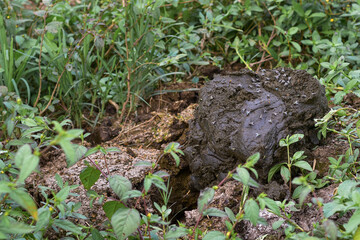 Buffalo dung. Manure that can be processed into organic fertilizer